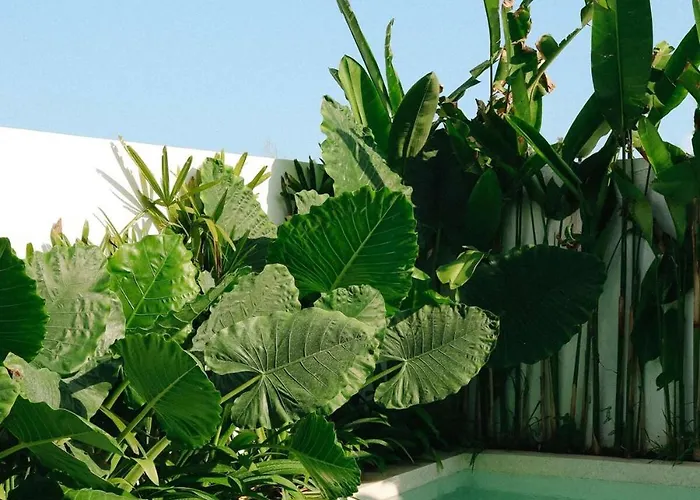 Mia Modern Tropical 2br In Pererenan ヴィラ